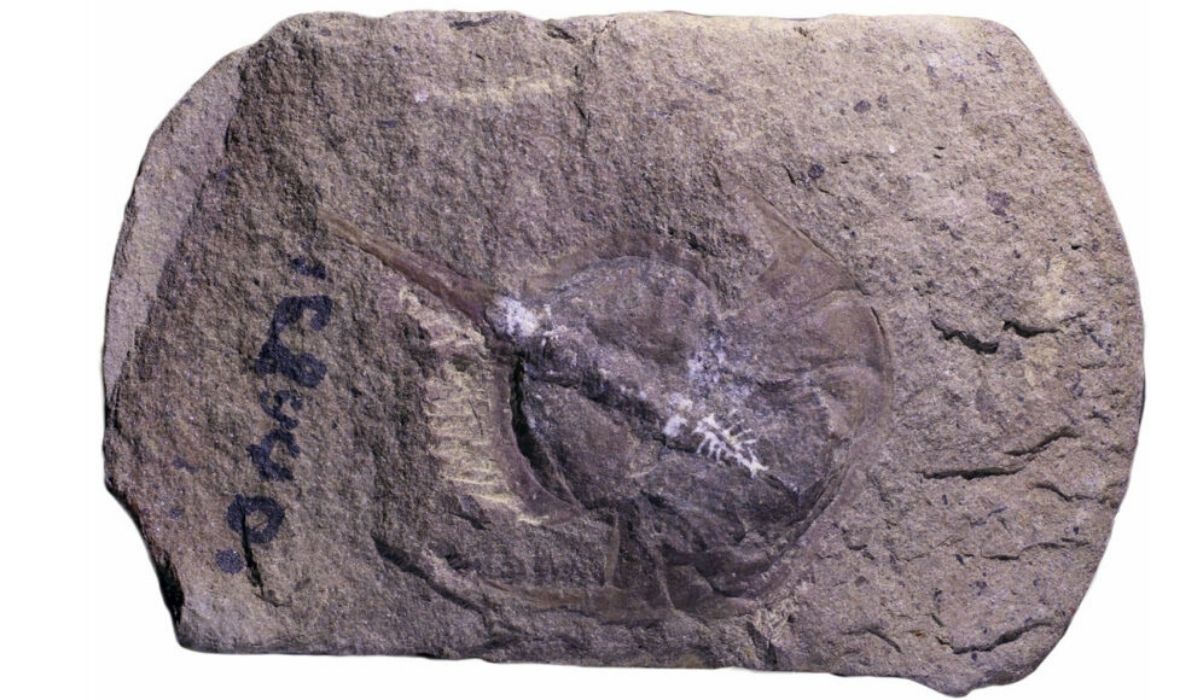 How fossilization preserved a 310-million-year-old horseshoe crab’s brain